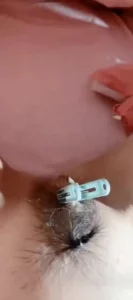 调教小母狗虐逼